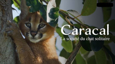 Caracal, la société du chat solitaire