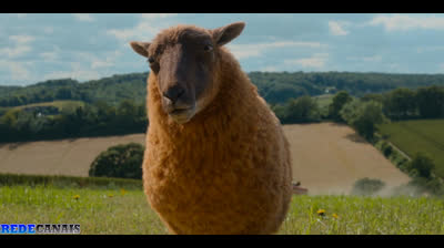 Ovelhas detetive DUBLADO 1080P