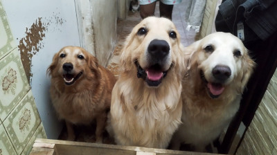 Golden Retriever