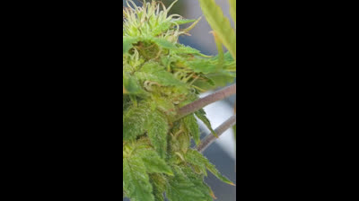 Hemp progress