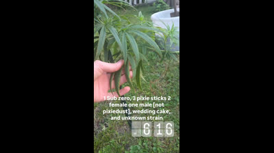 Gardening with the green ?