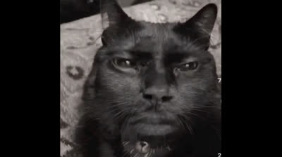 The cat. He's here.