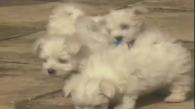 Lightning McQueen's puppies