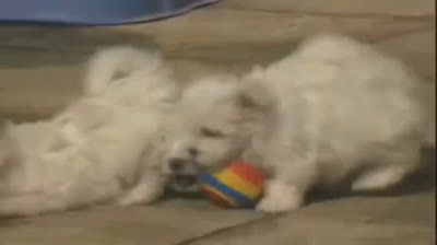 Lightning McQueen's puppy