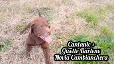 Novia Cumbianchera Lo nuestro fué un error canta Giselle﻿ Romina Castillo Vargas