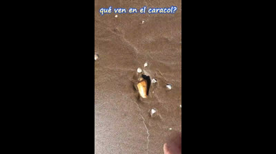 CUIDADO -  Qué ven en el caracol?