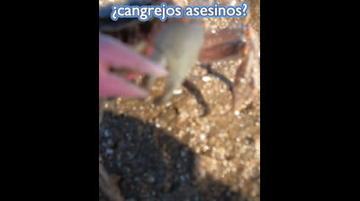 CANGREJOS ASESINOS!!!!! que pasa?