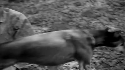 1952 - FILME MEDO E DESEJO OU FEAR AND DESIRE (LEGENDADO)